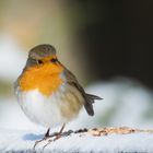 Rotkehlchen im Schnee