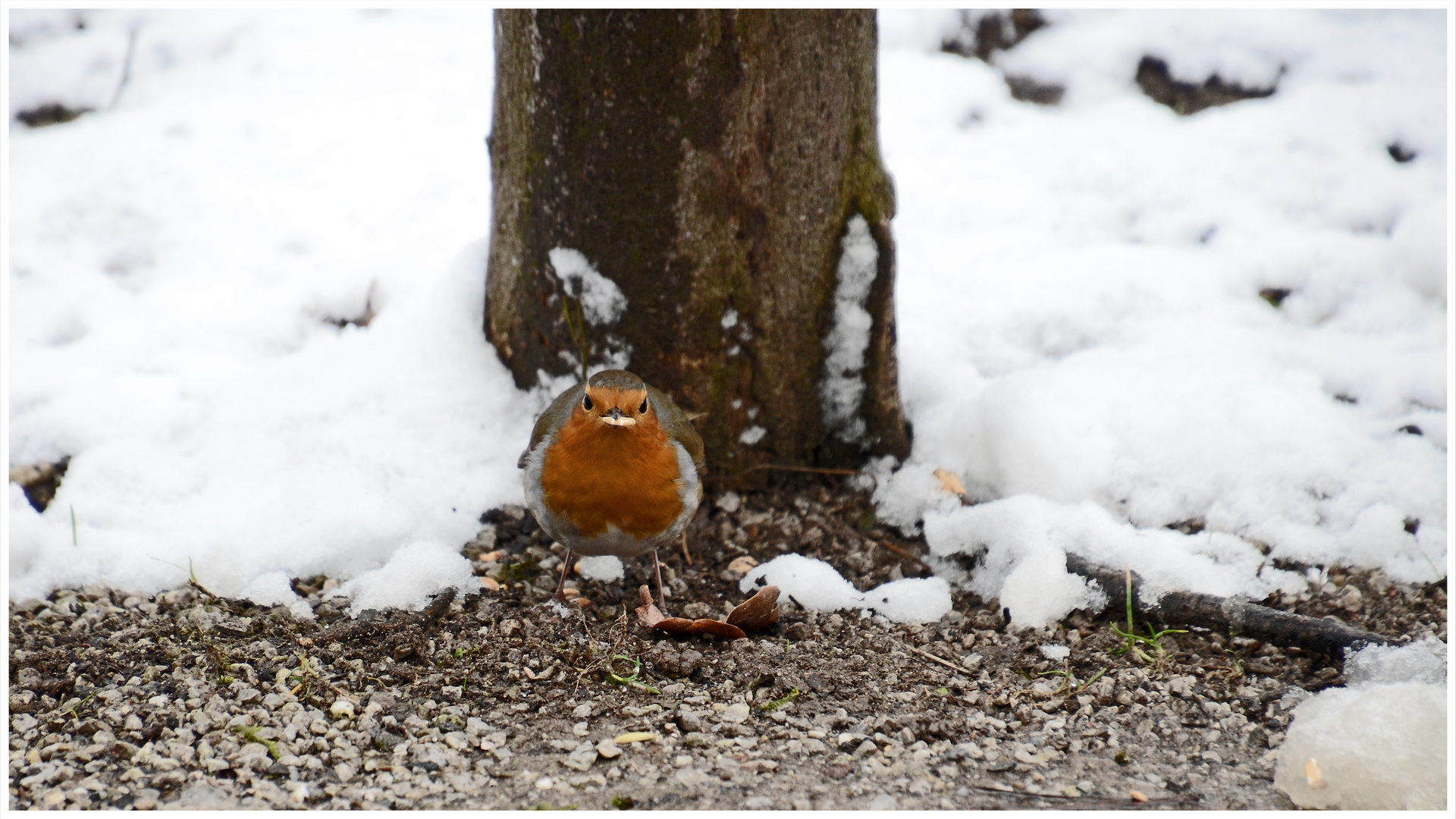 Rotkehlchen im Schnee