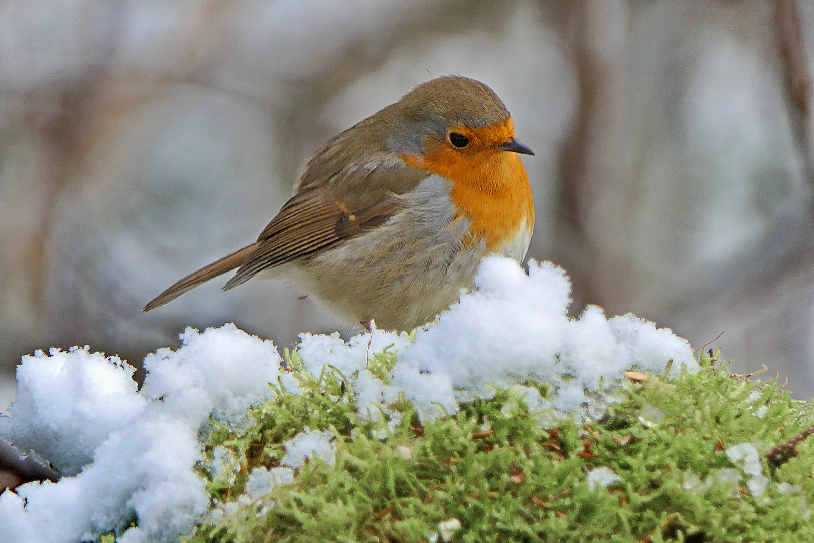   Rotkehlchen im Schnee 