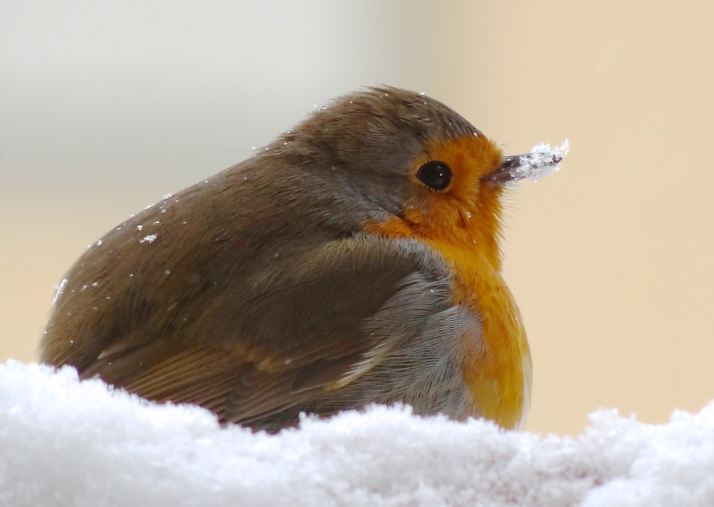 Rotkehlchen im Schnee