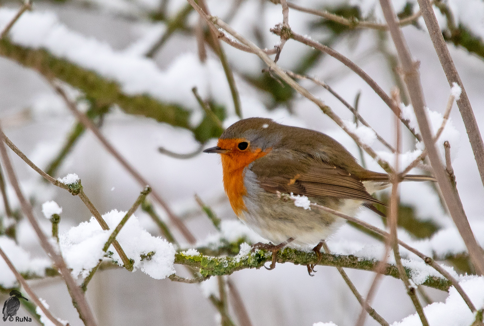 Rotkehlchen im Schnee