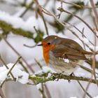 Rotkehlchen im Schnee