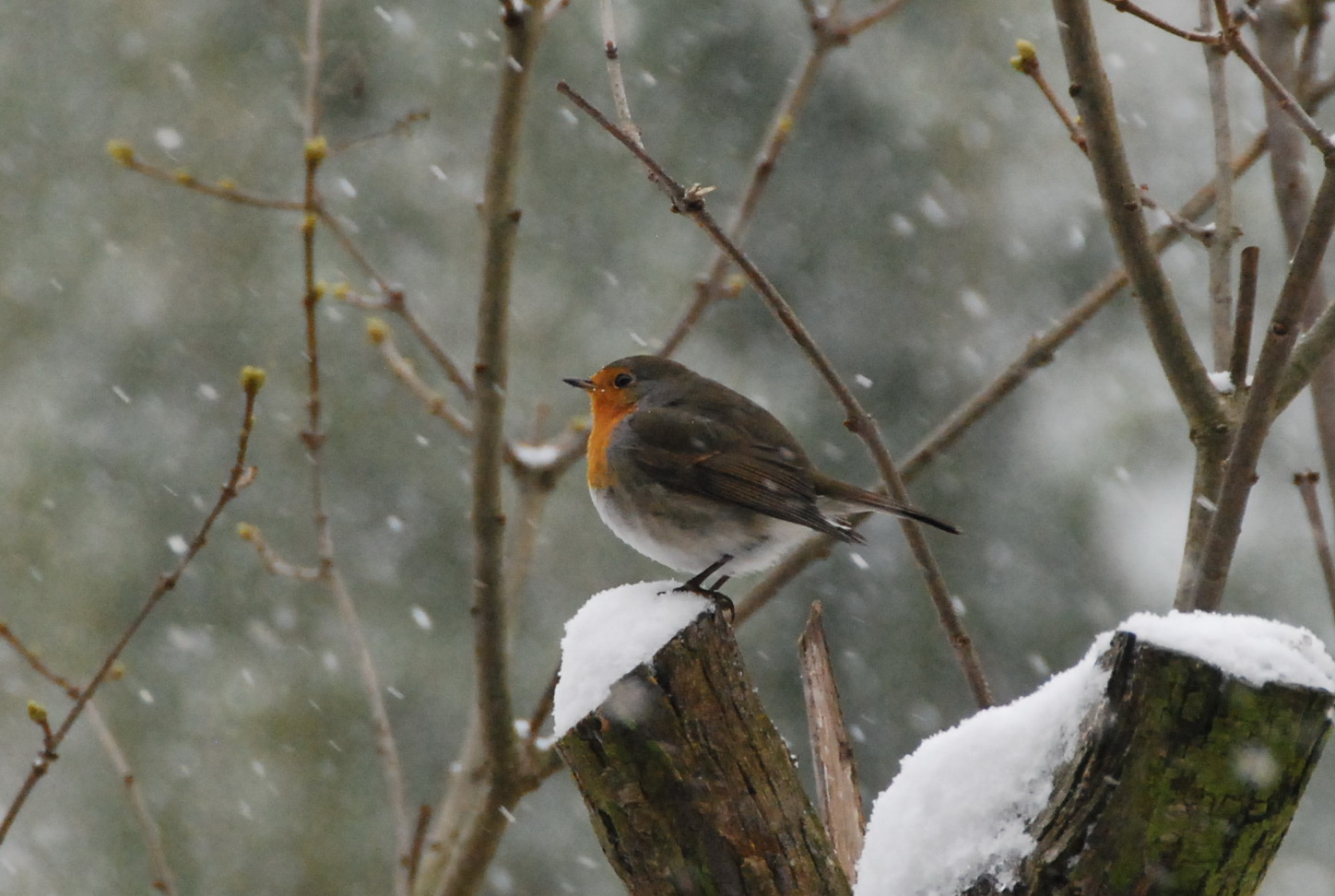 Rotkehlchen im Schnee