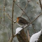 Rotkehlchen im Schnee