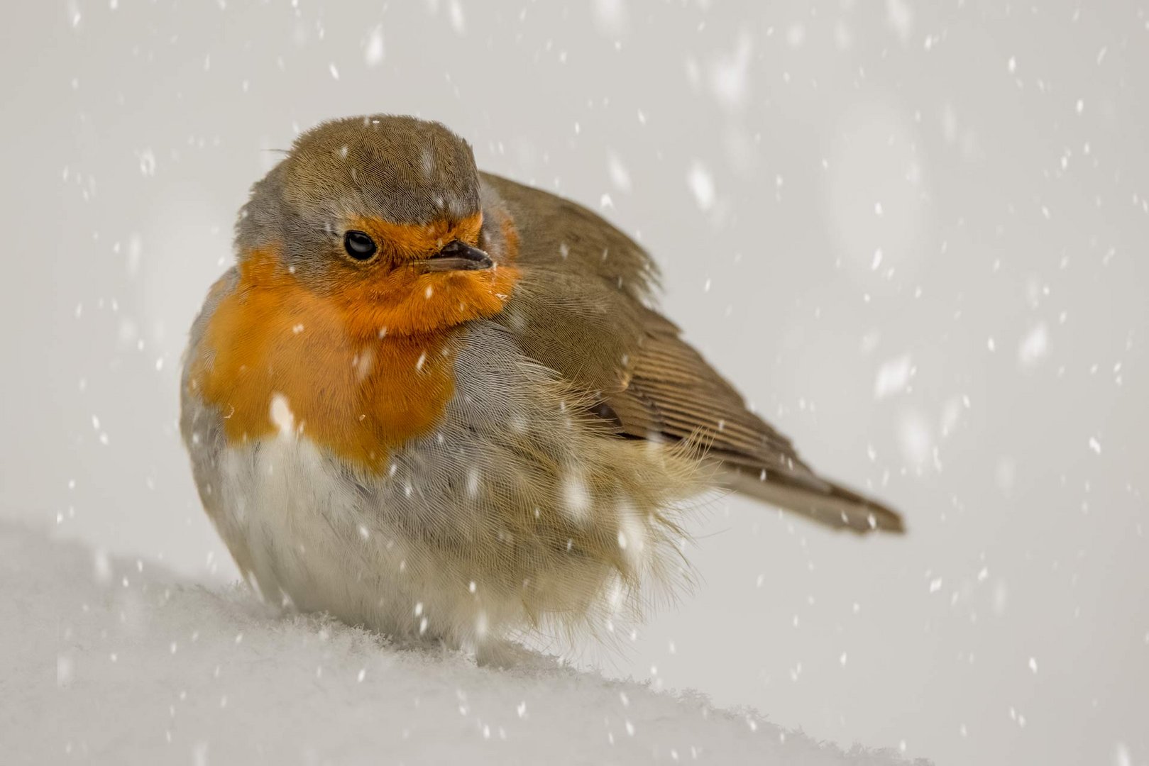 Rotkehlchen im Schnee