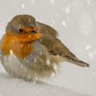 Rotkehlchen im Schnee