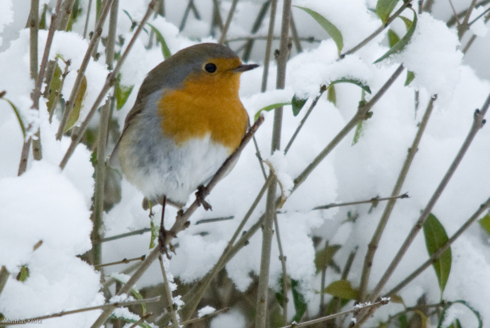 Rotkehlchen im Schnee