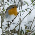 Rotkehlchen im Schnee