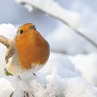 Rotkehlchen im Schnee