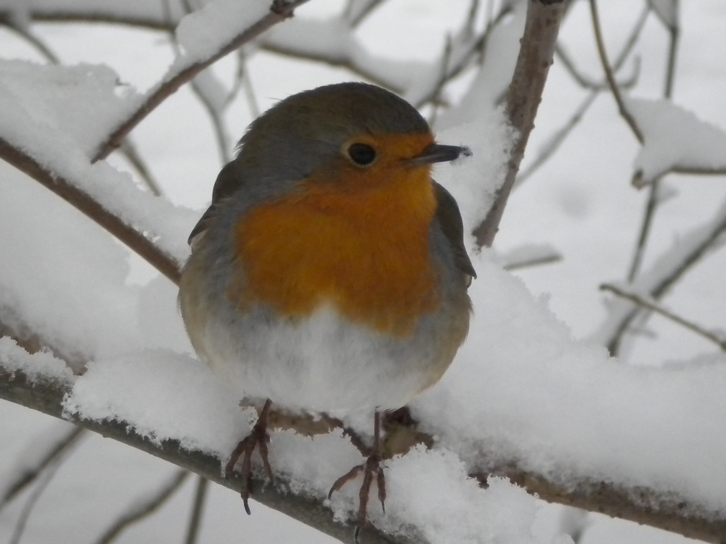 Rotkehlchen im Schnee