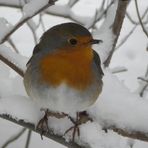 Rotkehlchen im Schnee