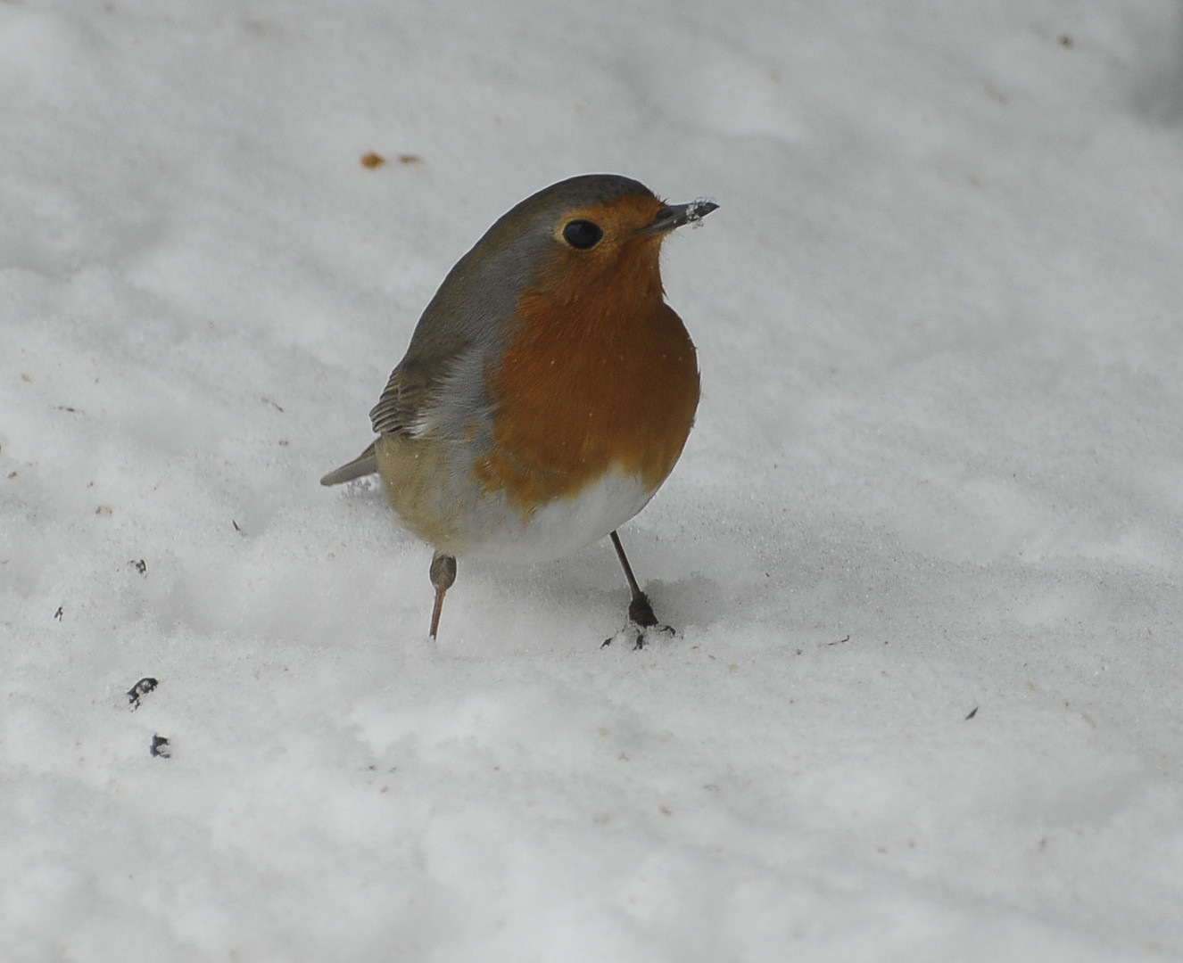 Rotkehlchen im Schnee