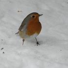 Rotkehlchen im Schnee