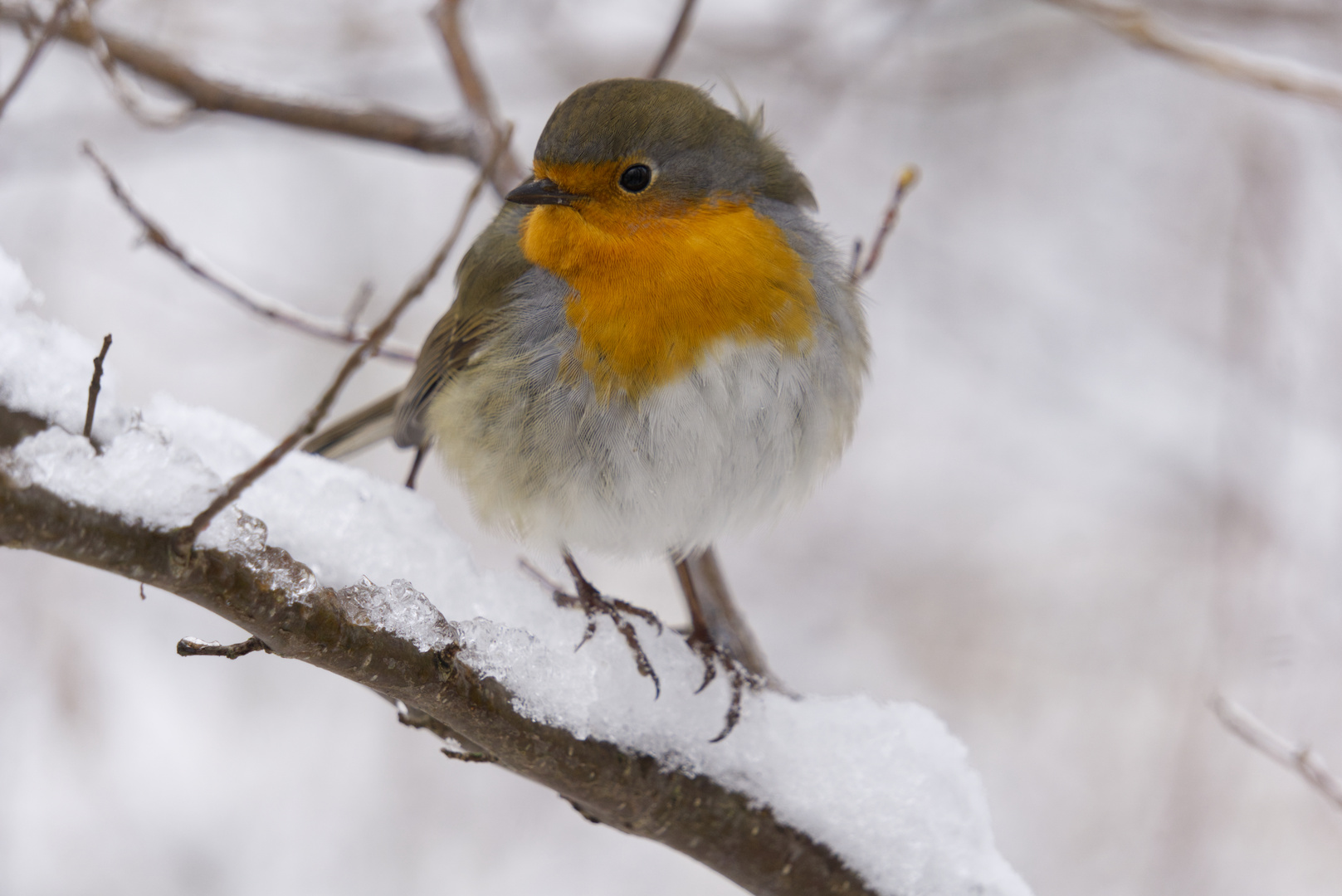 Rotkehlchen im Schnee