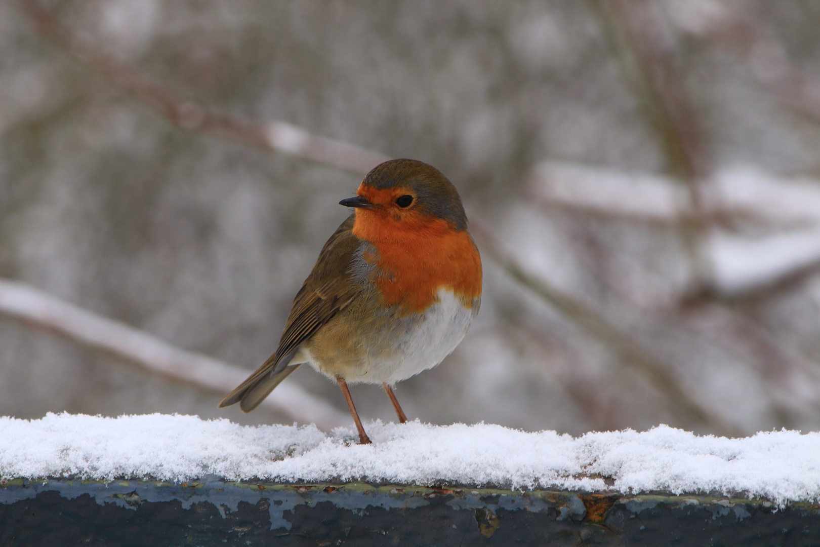 Rotkehlchen im Schnee