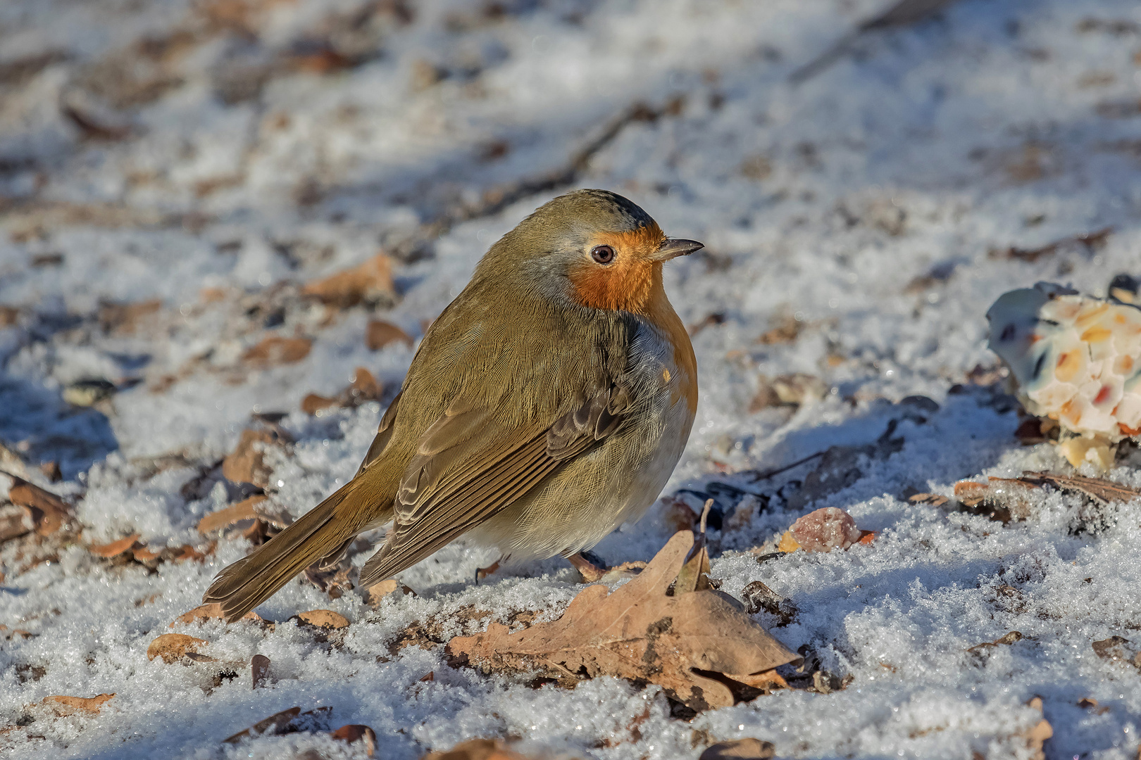 Rotkehlchen im Schnee