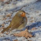 Rotkehlchen im Schnee