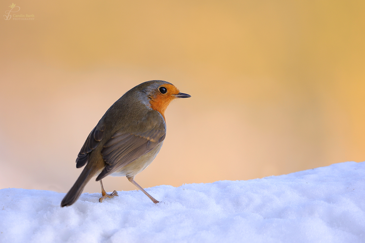 Rotkehlchen im Schnee