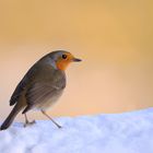 Rotkehlchen im Schnee