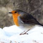 Rotkehlchen im Schnee