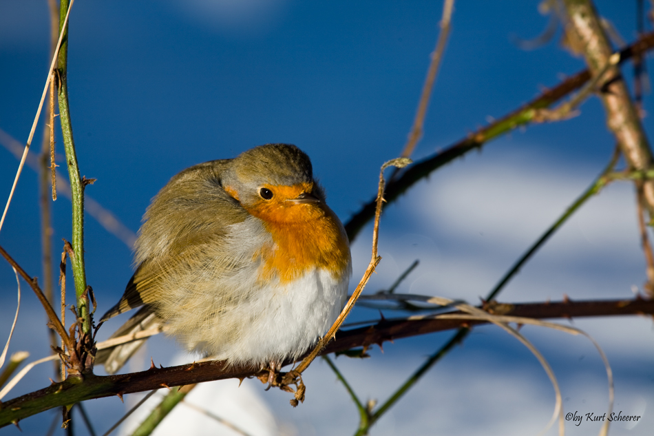 Rotkehlchen im Schnee