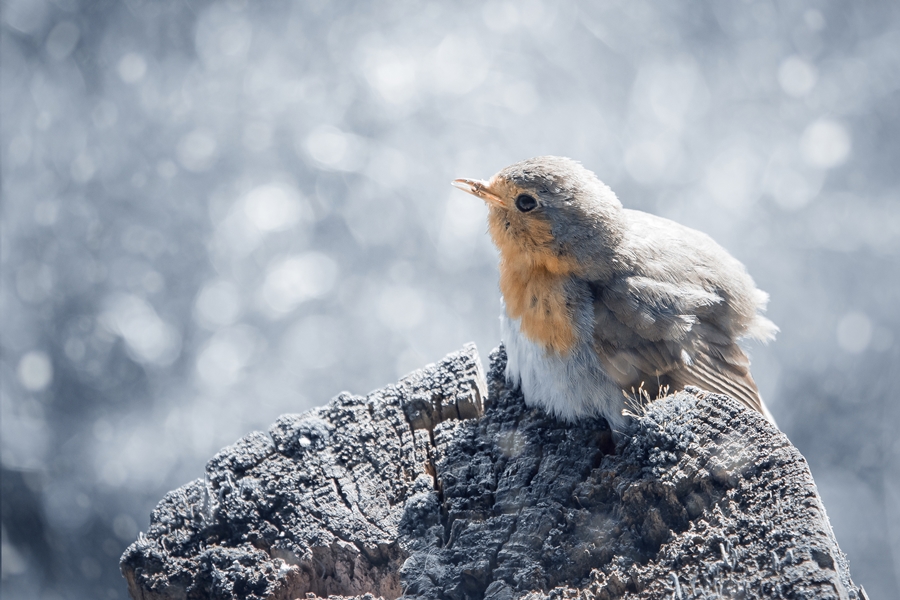 Rotkehlchen im Schnee