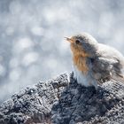 Rotkehlchen im Schnee