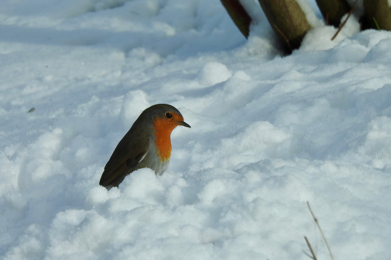 Rotkehlchen im Schnee