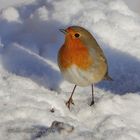 Rotkehlchen im Schnee