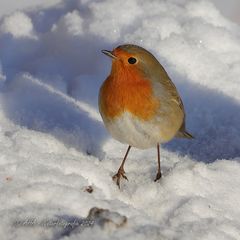 Rotkehlchen im Schnee