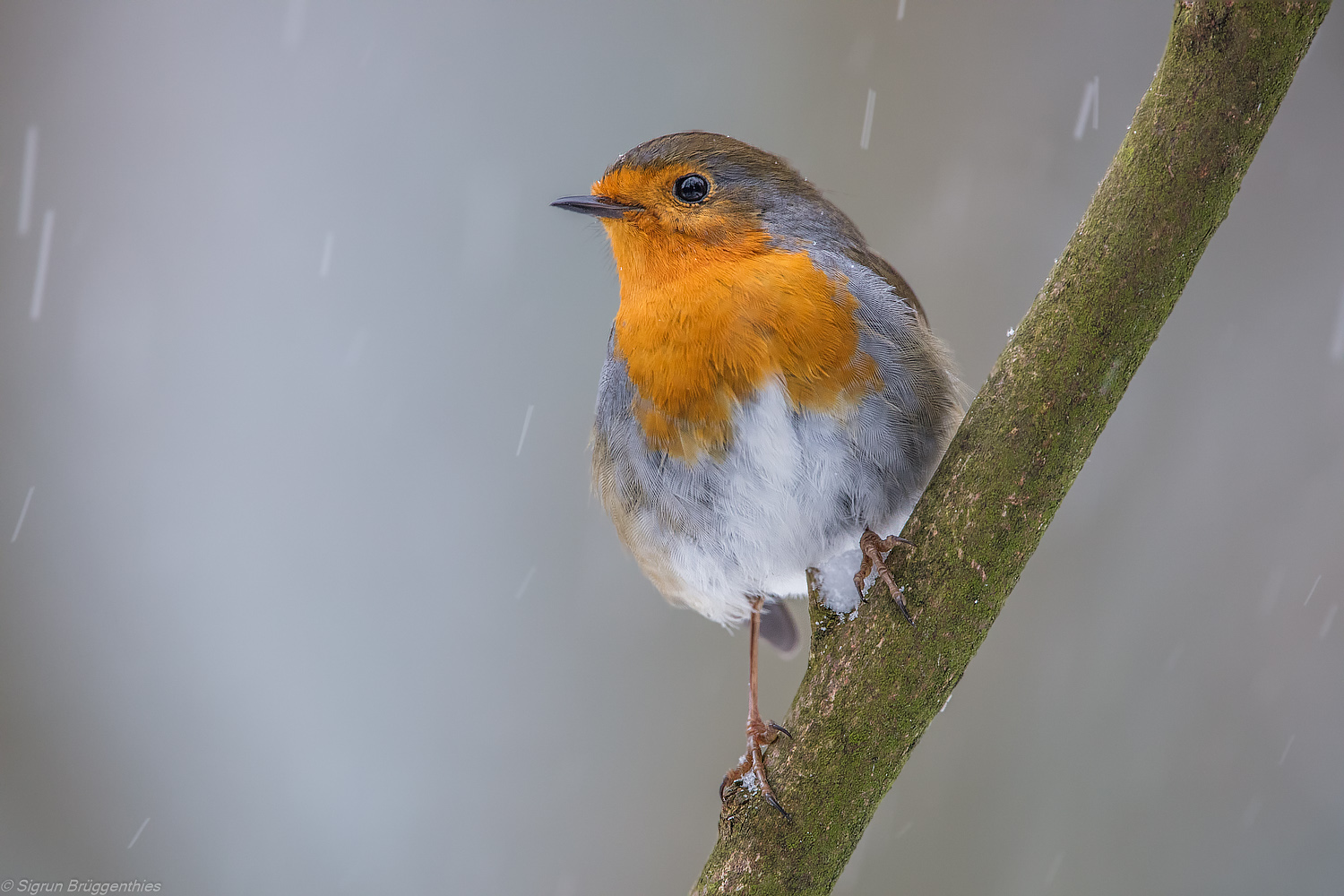 Rotkehlchen im Schnee