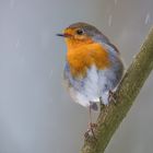 Rotkehlchen im Schnee