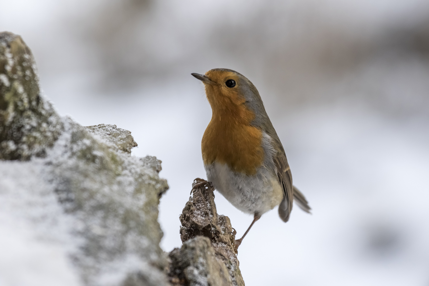 Rotkehlchen im Schnee