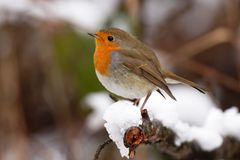  Rotkehlchen im Schnee