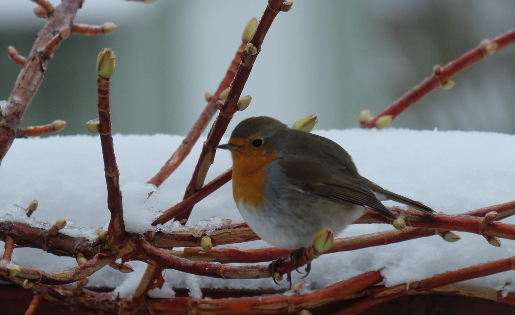 Rotkehlchen im Schnee