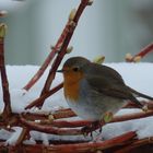 Rotkehlchen im Schnee