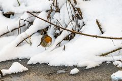 Rotkehlchen im Schnee