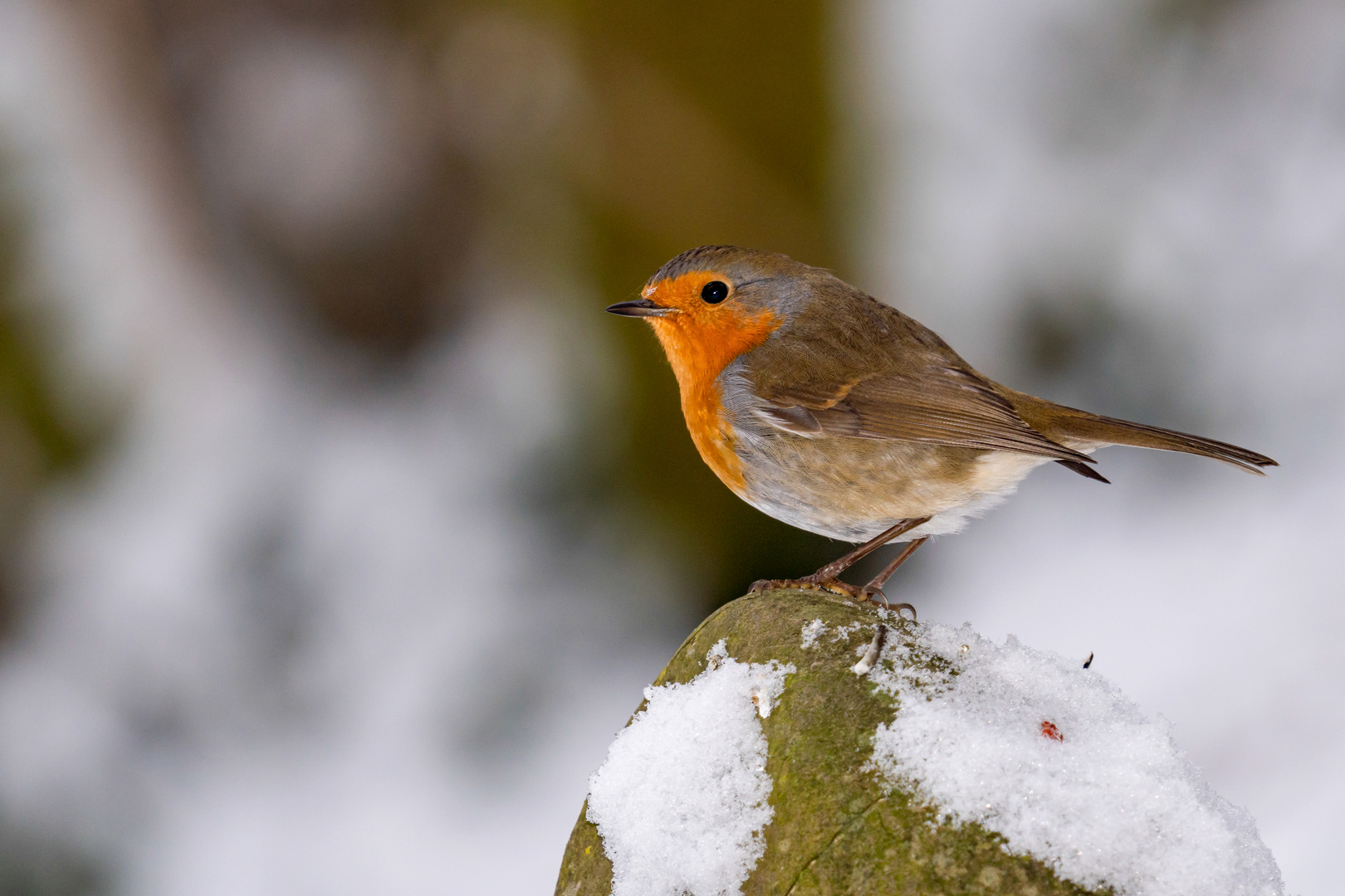 Rotkehlchen im Schnee