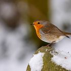 Rotkehlchen im Schnee