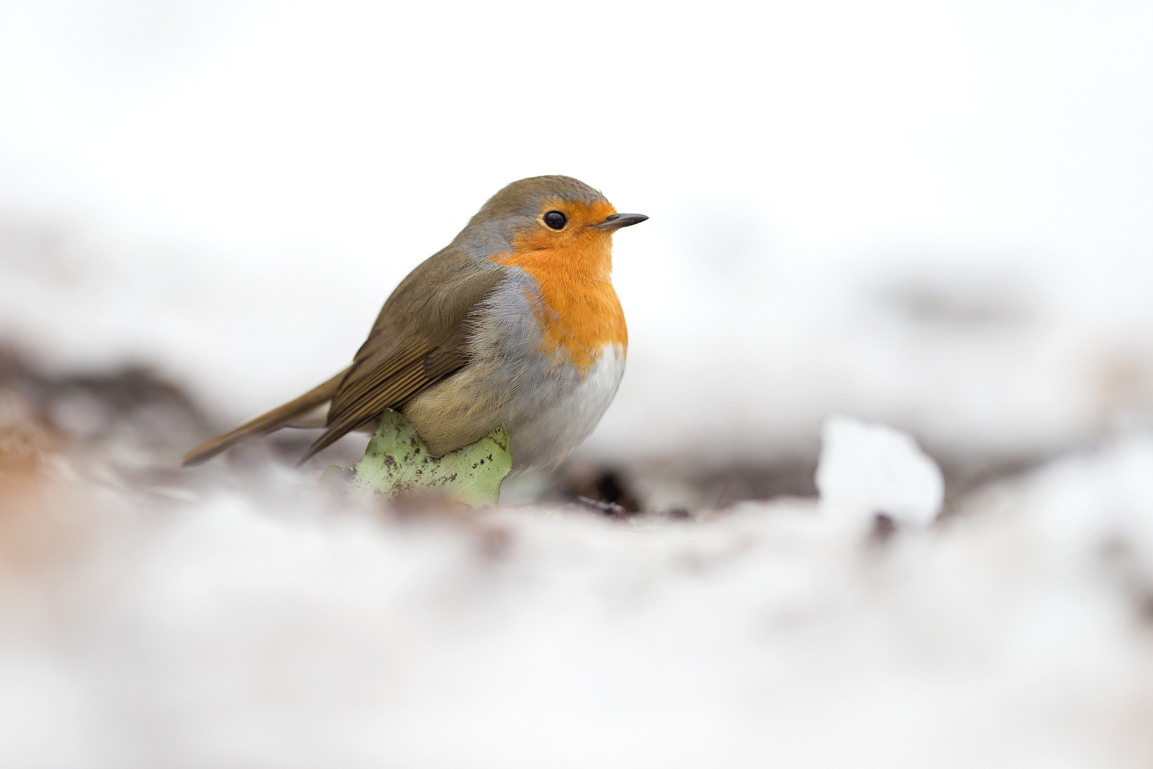 Rotkehlchen im Schnee