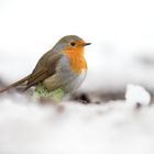 Rotkehlchen im Schnee