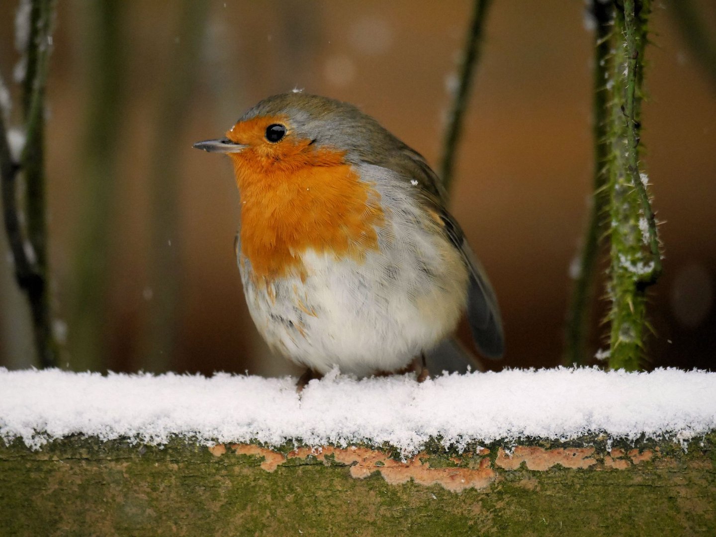 Rotkehlchen im Schnee