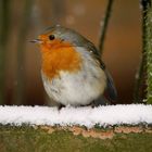 Rotkehlchen im Schnee