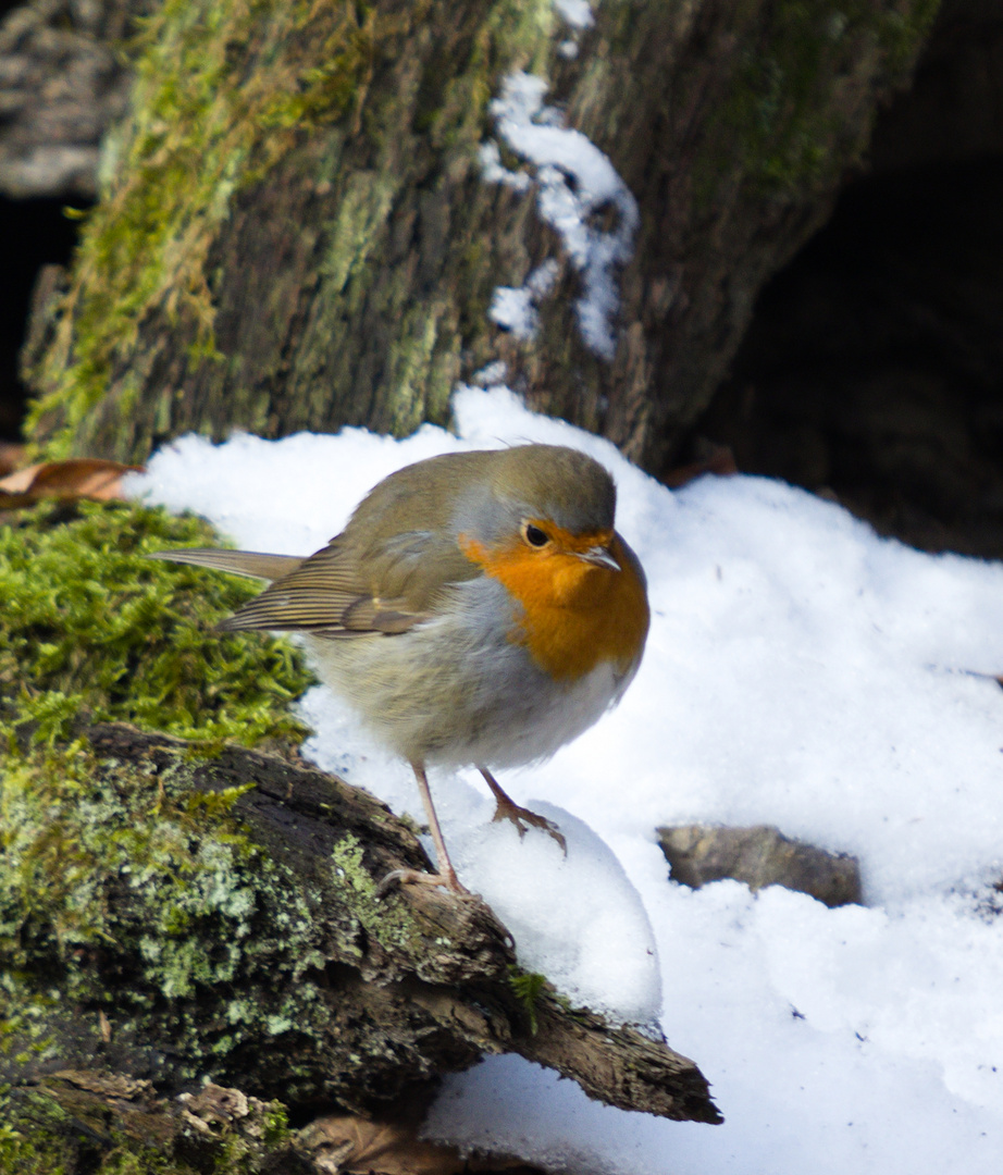 Rotkehlchen im Schnee