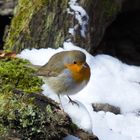 Rotkehlchen im Schnee