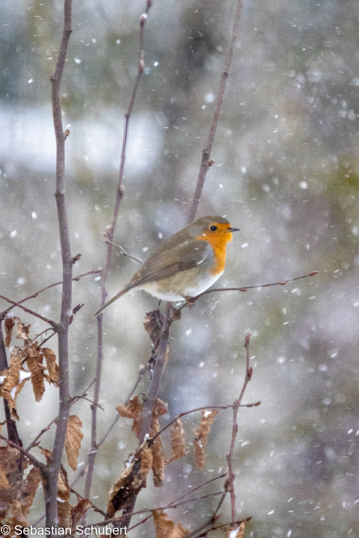 Rotkehlchen im Schnee