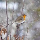 Rotkehlchen im Schnee