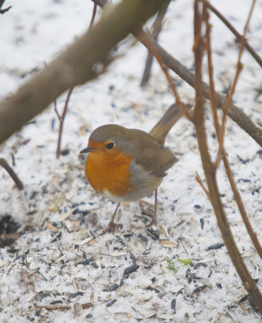 Rotkehlchen im Schnee