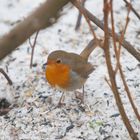 Rotkehlchen im Schnee