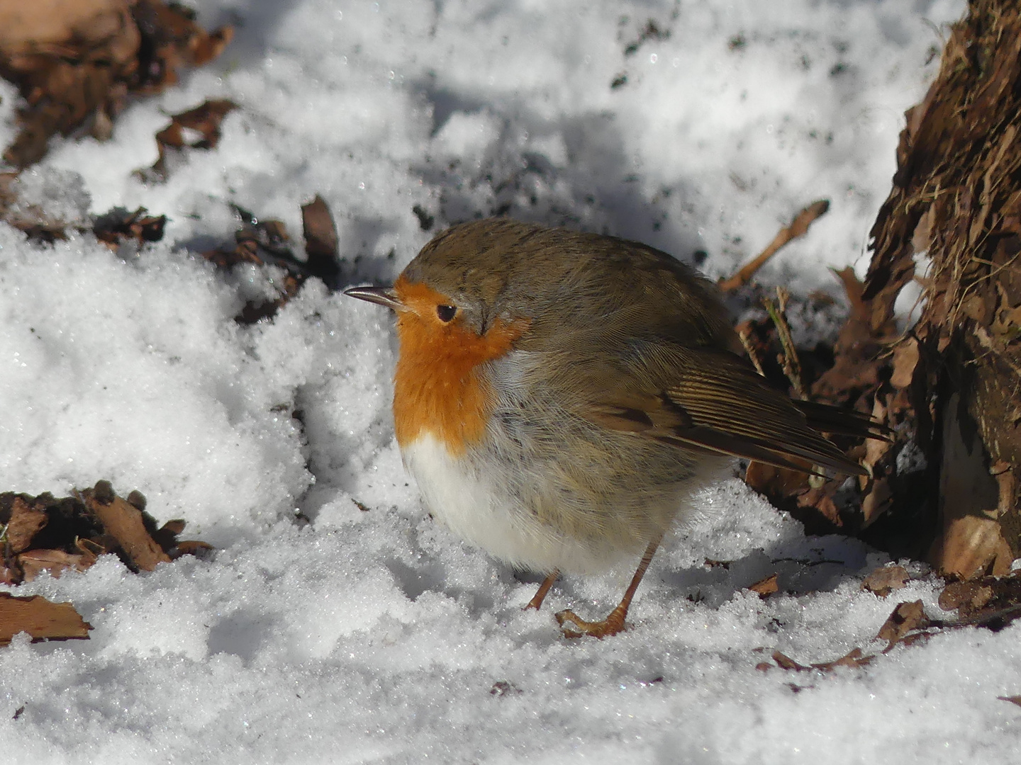 Rotkehlchen im Schnee